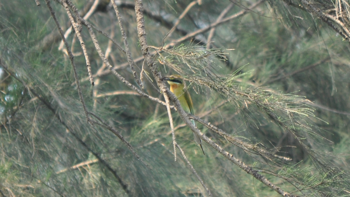 Blue-tailed Bee-eater - ML526949251