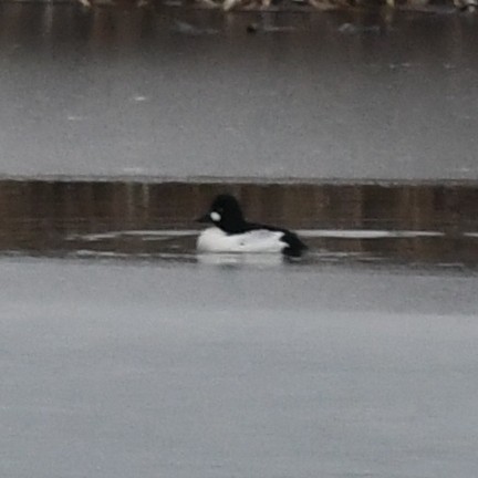 Common Goldeneye - ML526949541