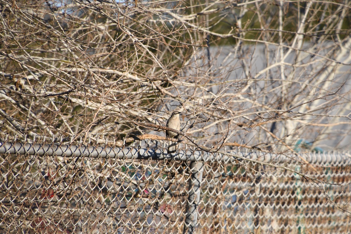 drozdec mnohohlasý - ML526949631