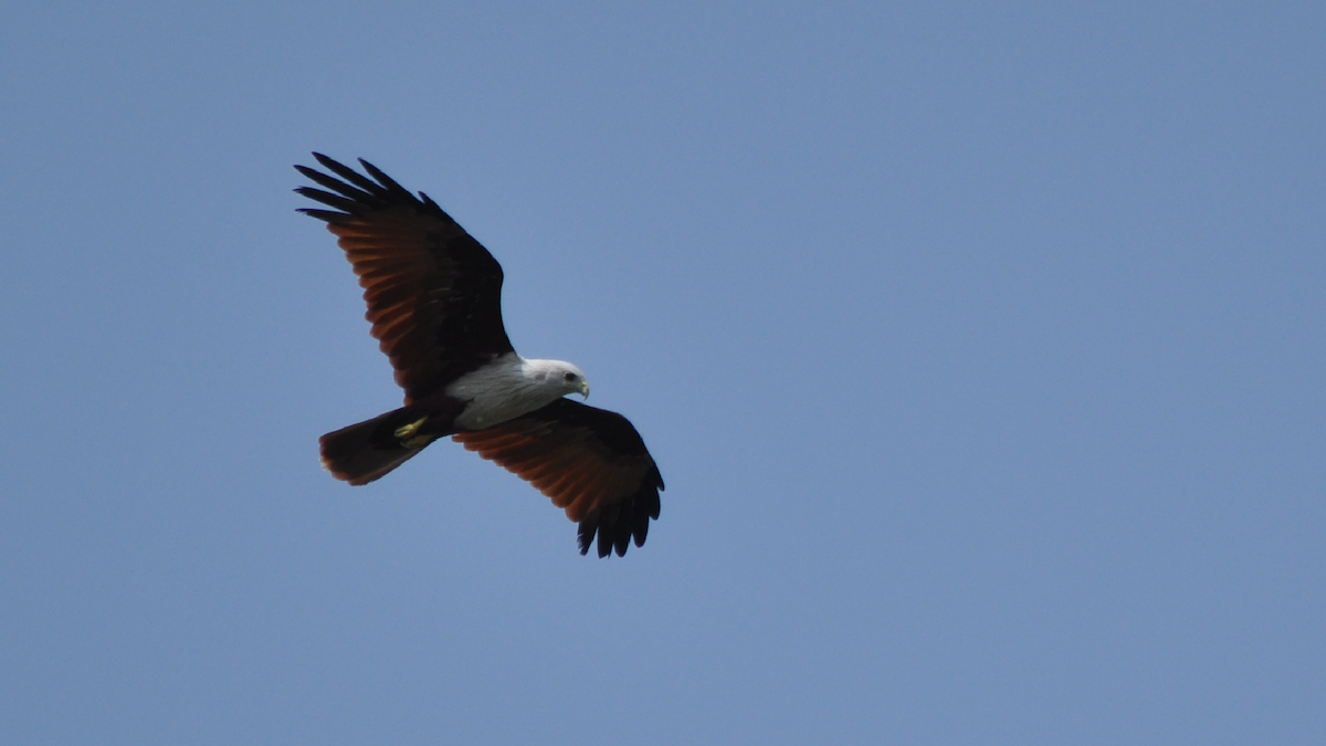 Brahminy Kite - ML526950031