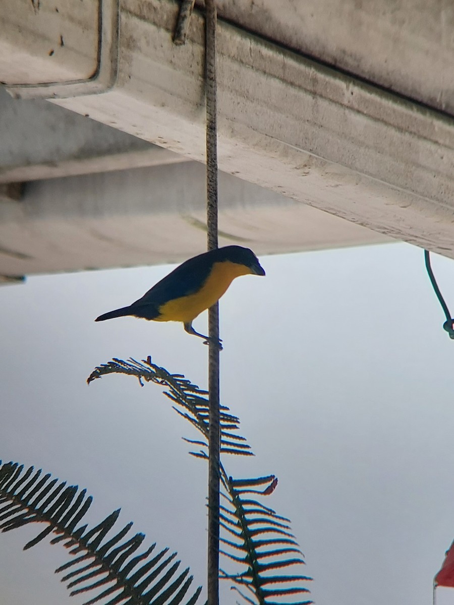 Thick-billed Euphonia - ML526950491