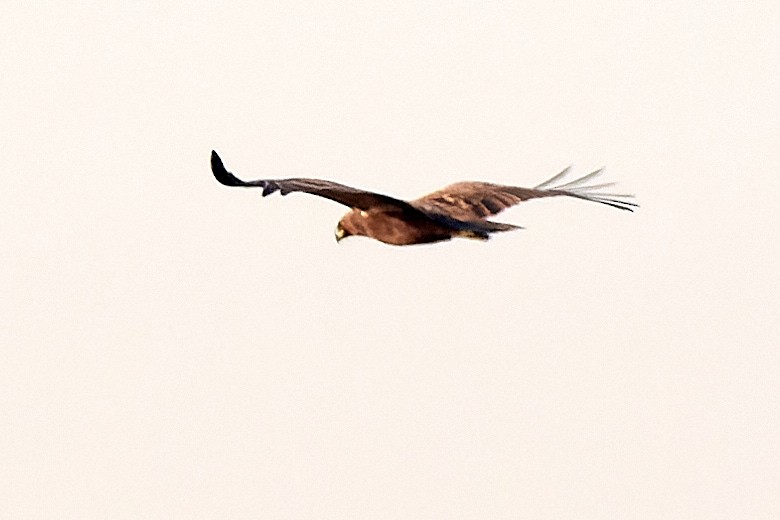 Greater Spotted Eagle - Tomáš Grim