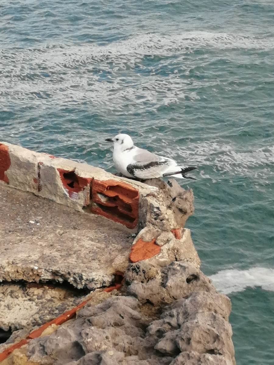 Black-legged Kittiwake - ML526952061