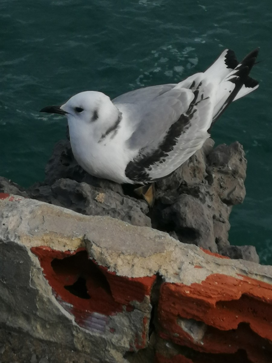 Black-legged Kittiwake - ML526952171