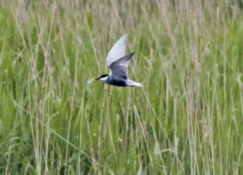 Whiskered Tern - ML526952221