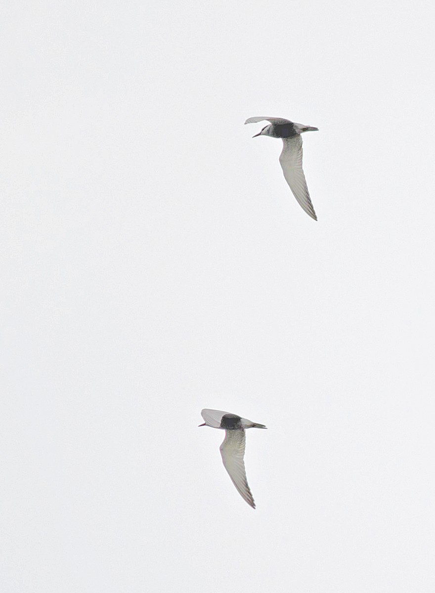 Whiskered Tern - ML526952231