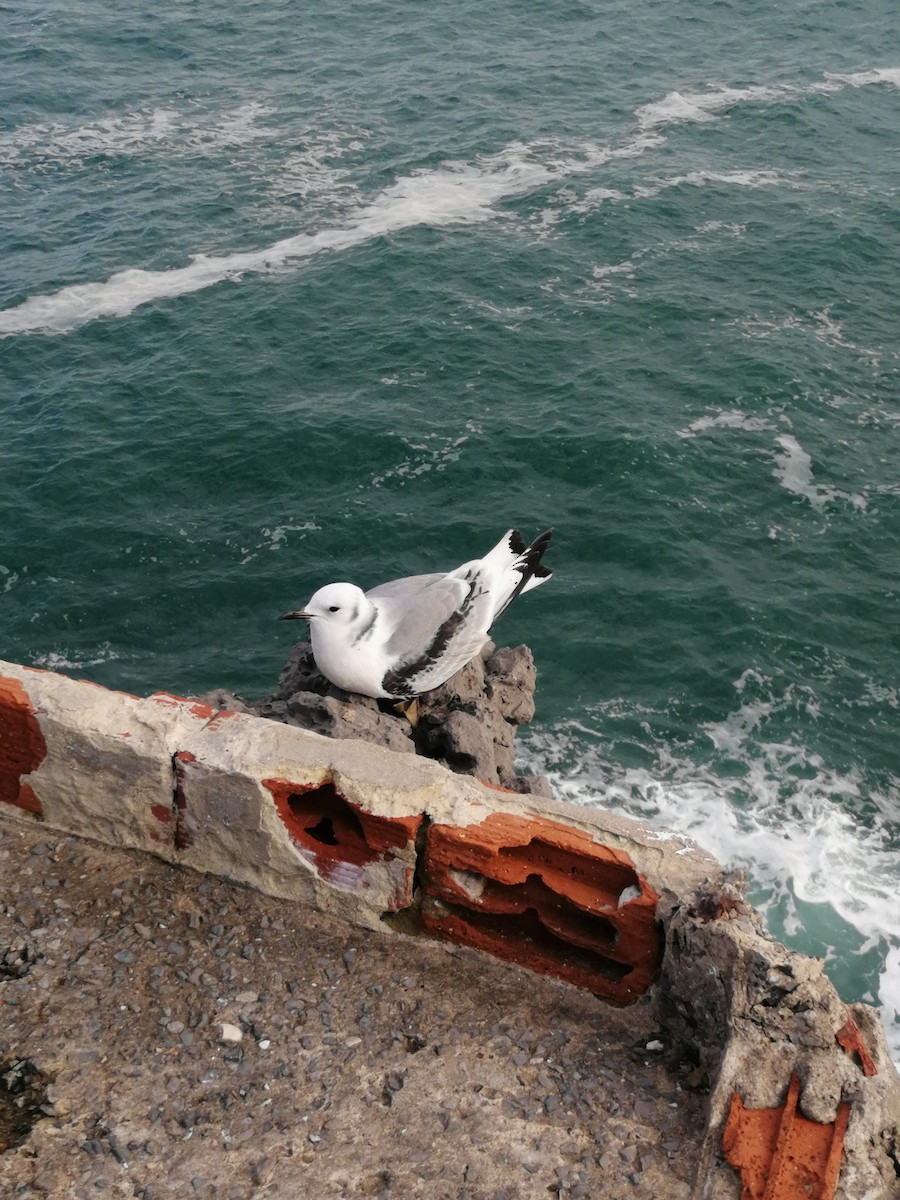 Black-legged Kittiwake - ML526952271
