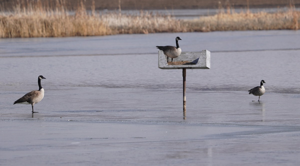 Cackling Goose - Bill Hunt