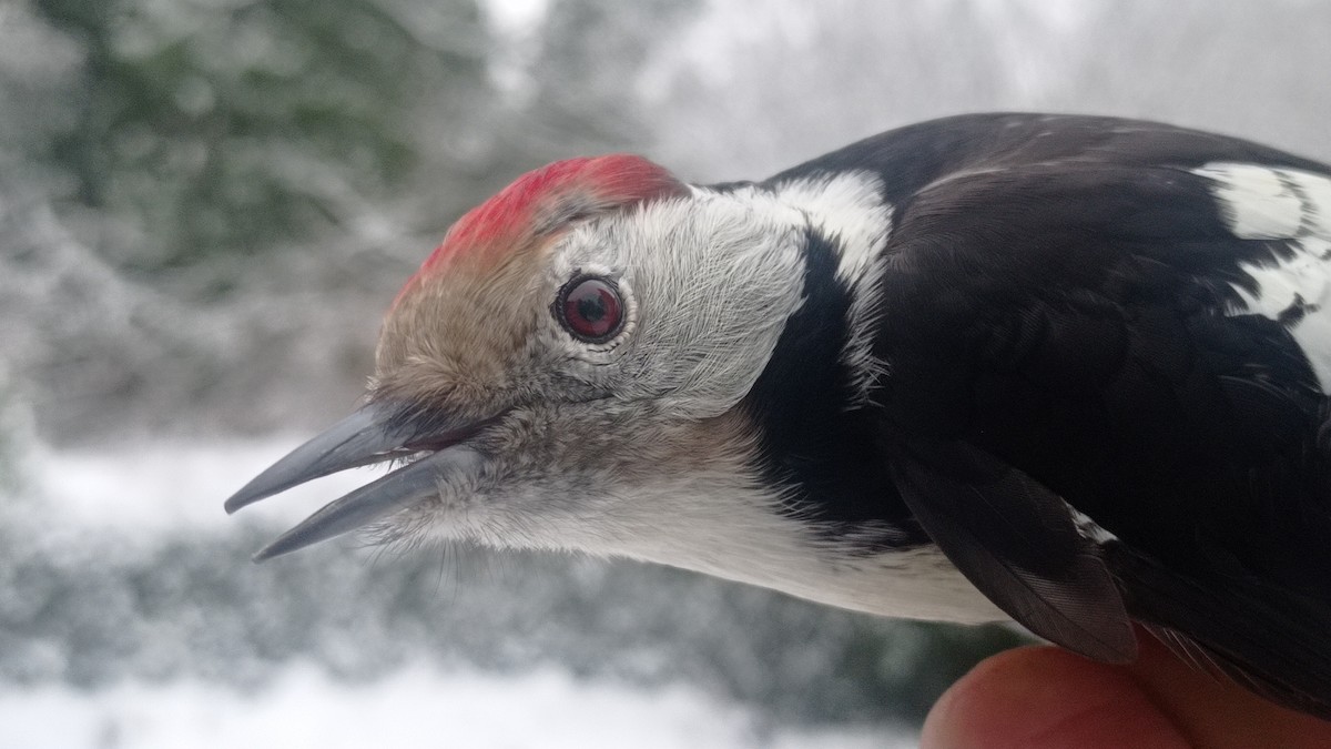 Middle Spotted Woodpecker - ML526952871