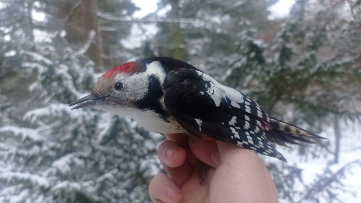 Middle Spotted Woodpecker - ML526952891