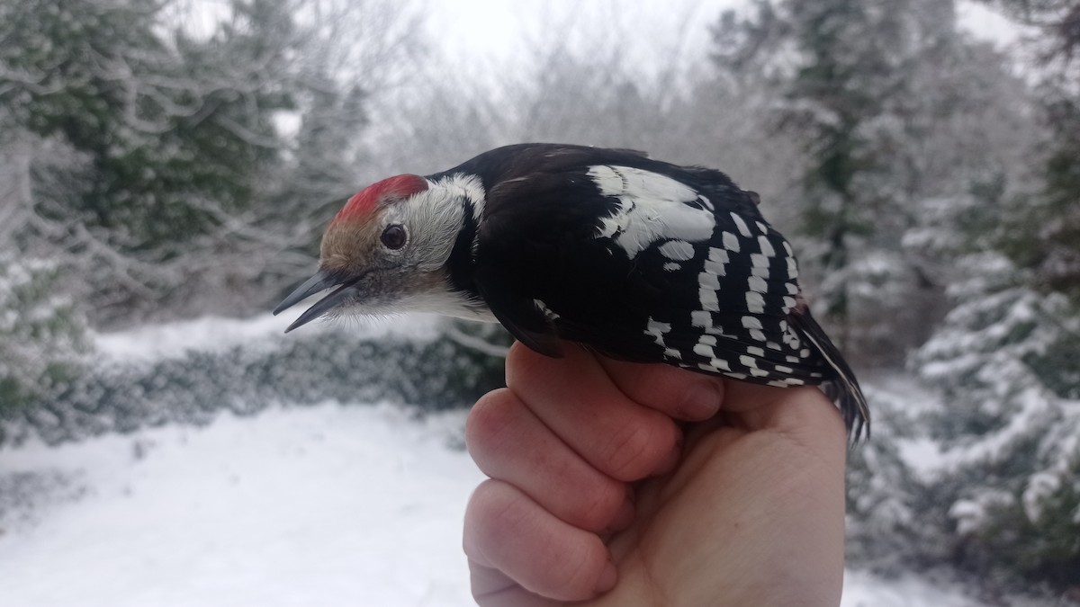 Middle Spotted Woodpecker - ML526952921