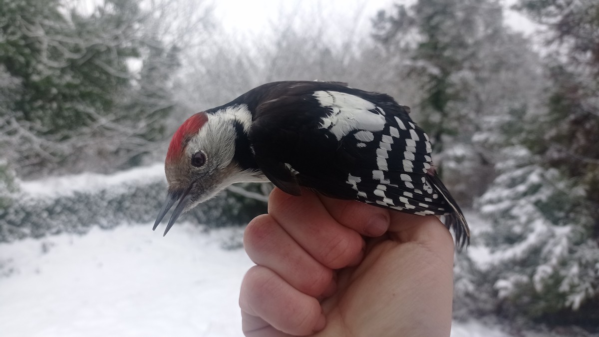 Middle Spotted Woodpecker - ML526952941