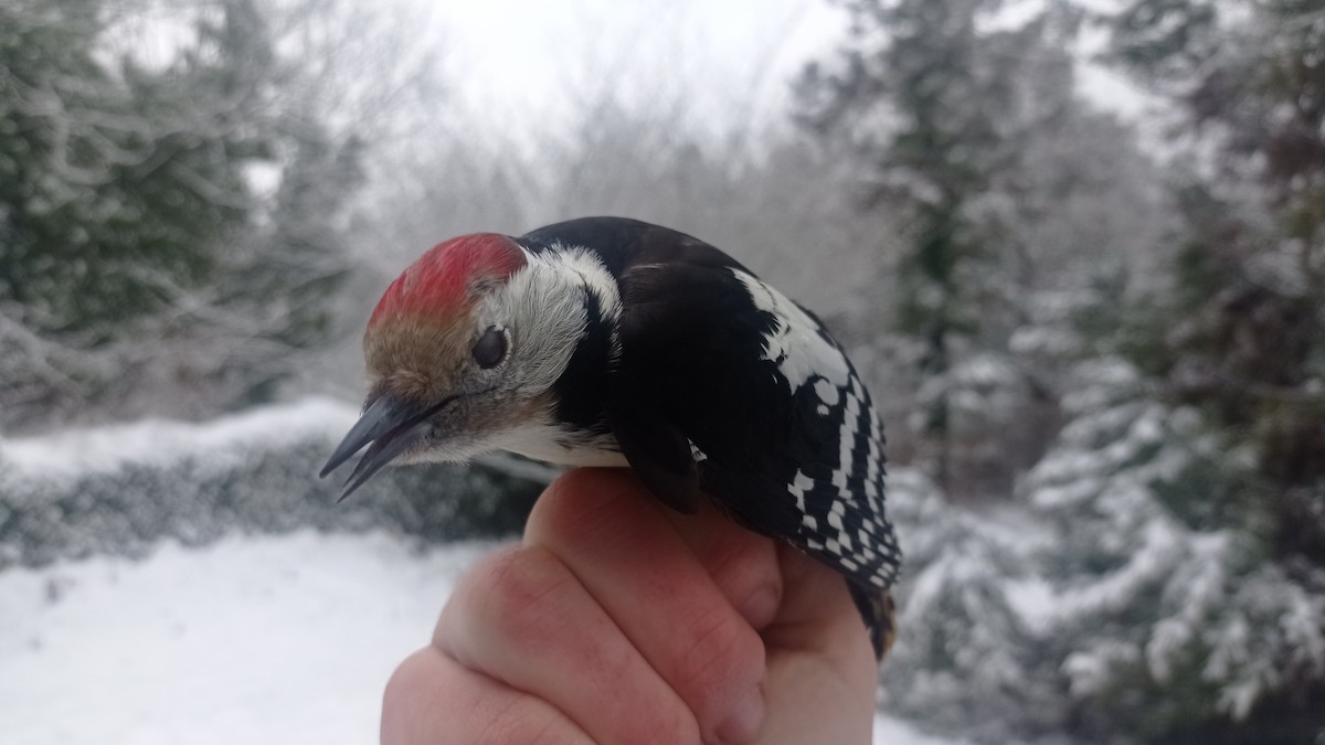 Middle Spotted Woodpecker - ML526952951