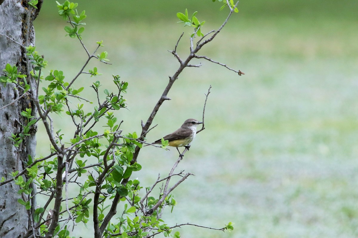 Vermilion Flycatcher - ML52695301