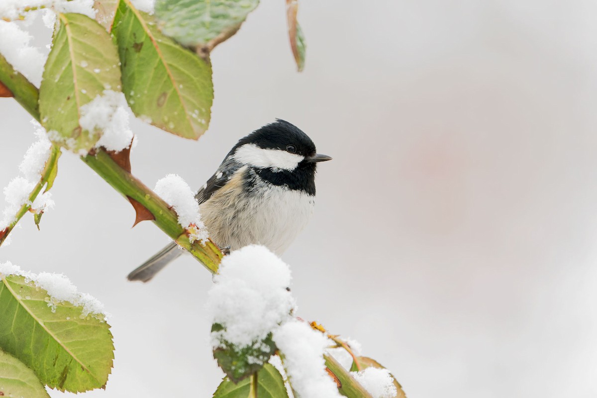 Coal Tit - ML526953831