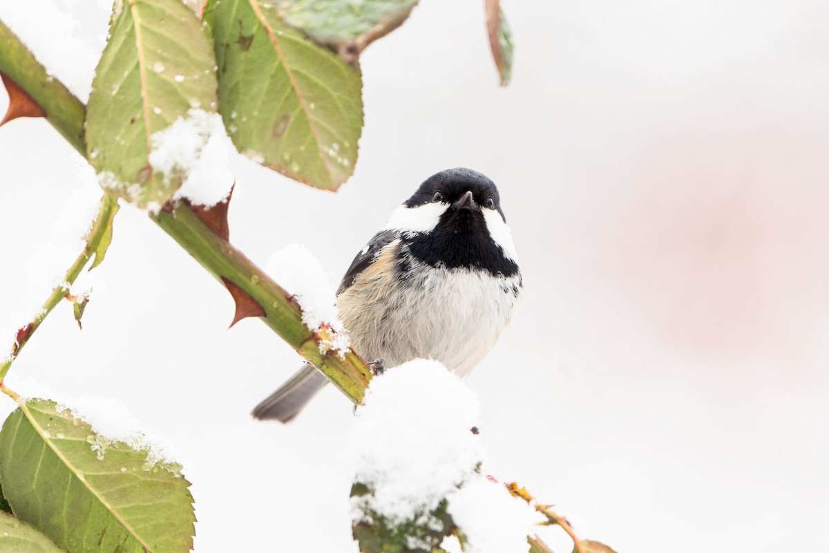 Coal Tit - ML526953841