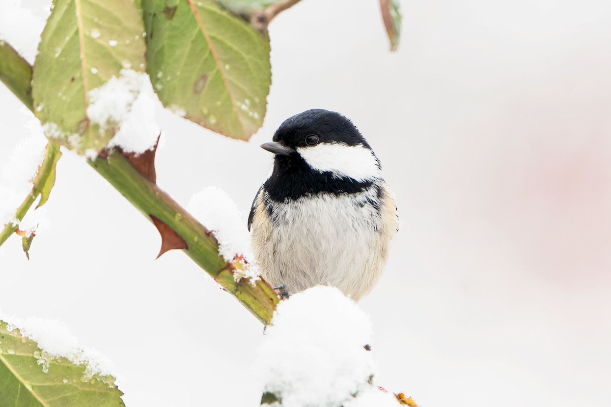 Coal Tit - ML526953851