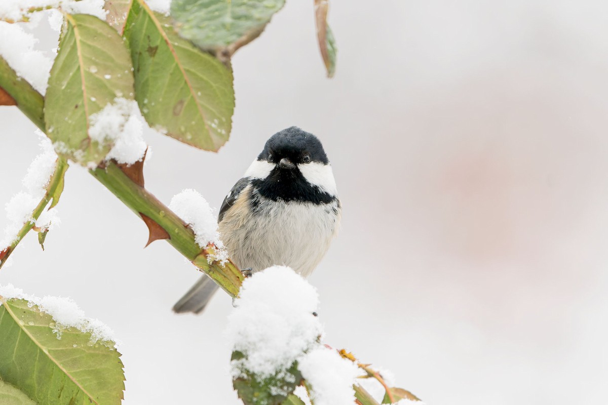 Coal Tit - ML526953861