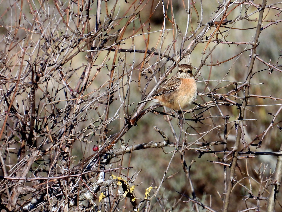 European Stonechat - ML526953931