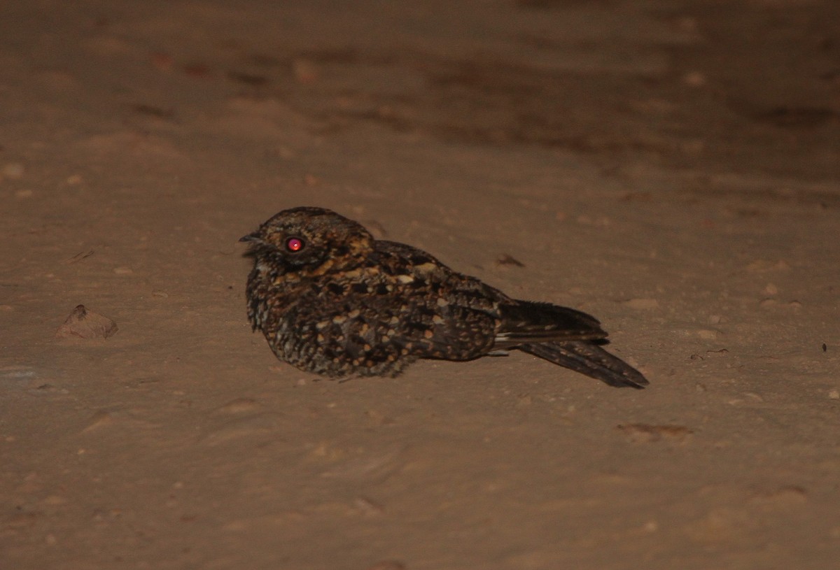 Montane Nightjar (Rwenzori) - ML526954471