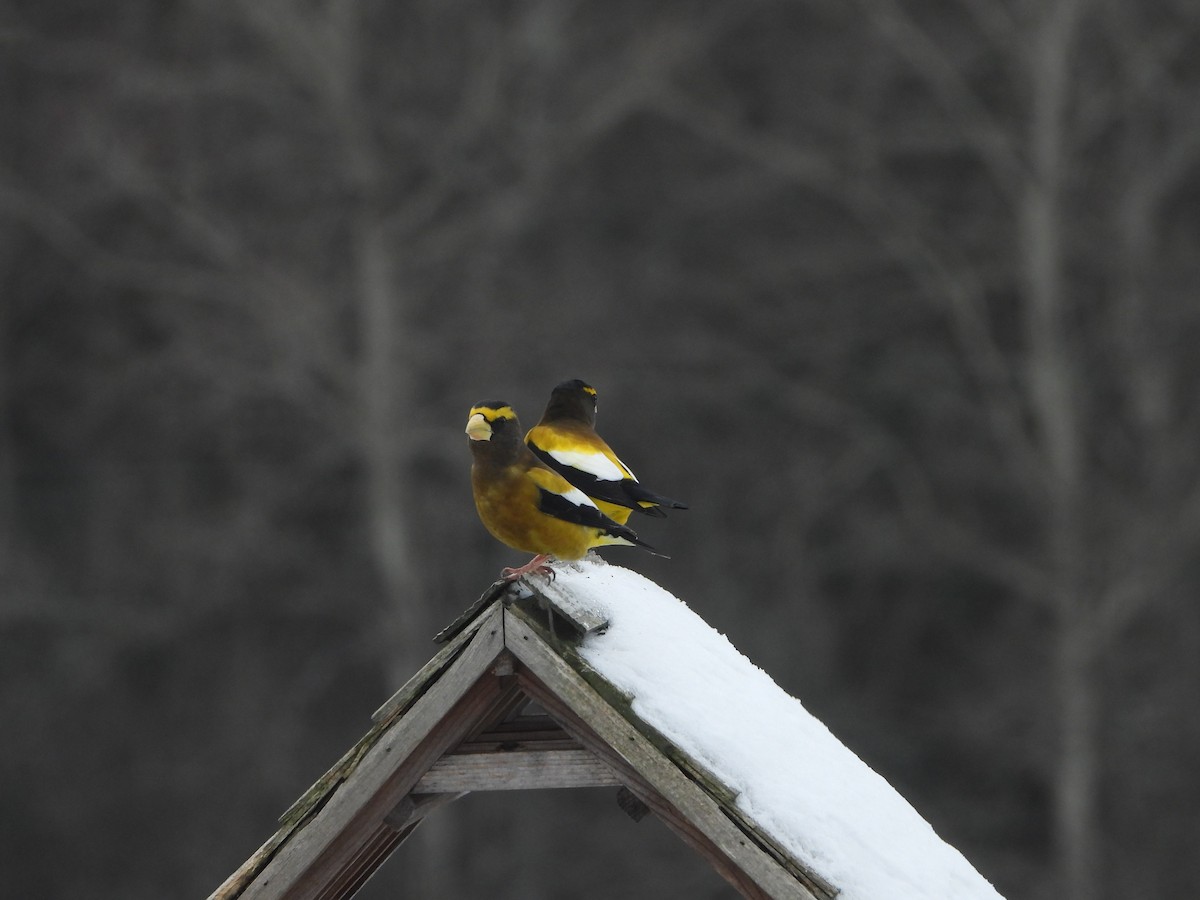 Evening Grosbeak - James Wojewodzki