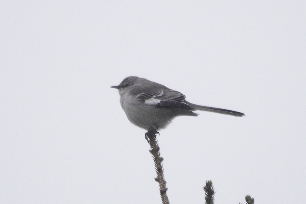 Northern Mockingbird - ML526954651