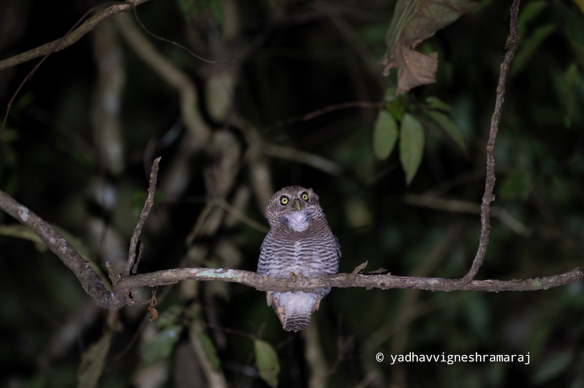 Jungle Owlet - ML526954721