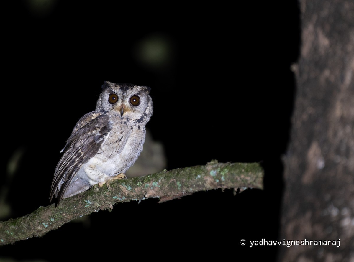 Indian Scops-Owl - ML526954751