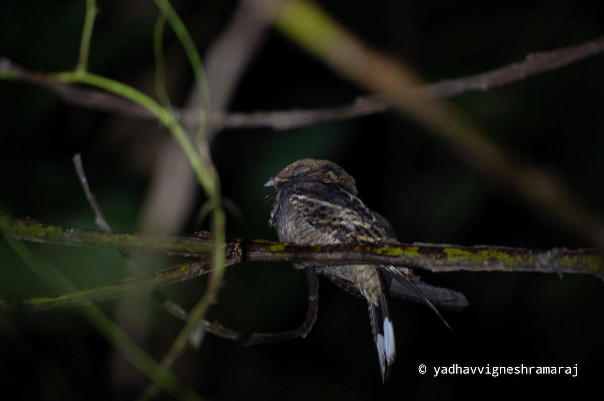 Jerdon's Nightjar - ML526955011