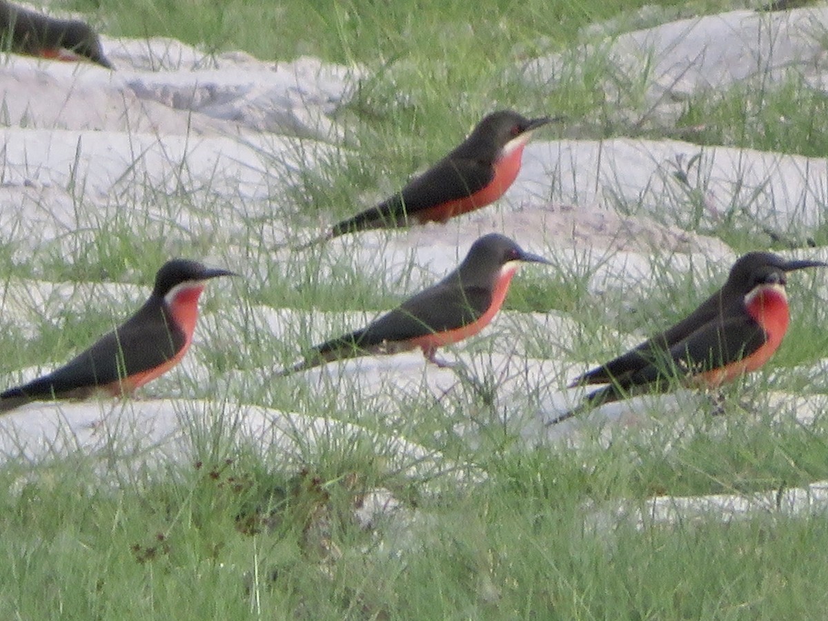 Rosy Bee-eater - ML526955111