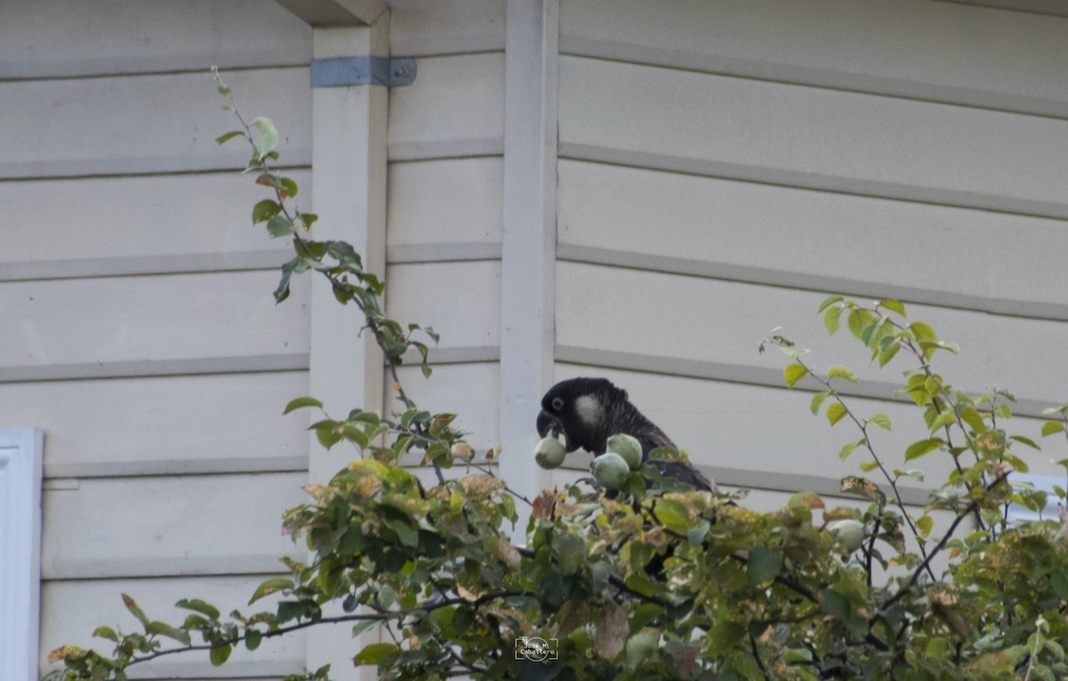 Carnaby's Black-Cockatoo - ML526955971