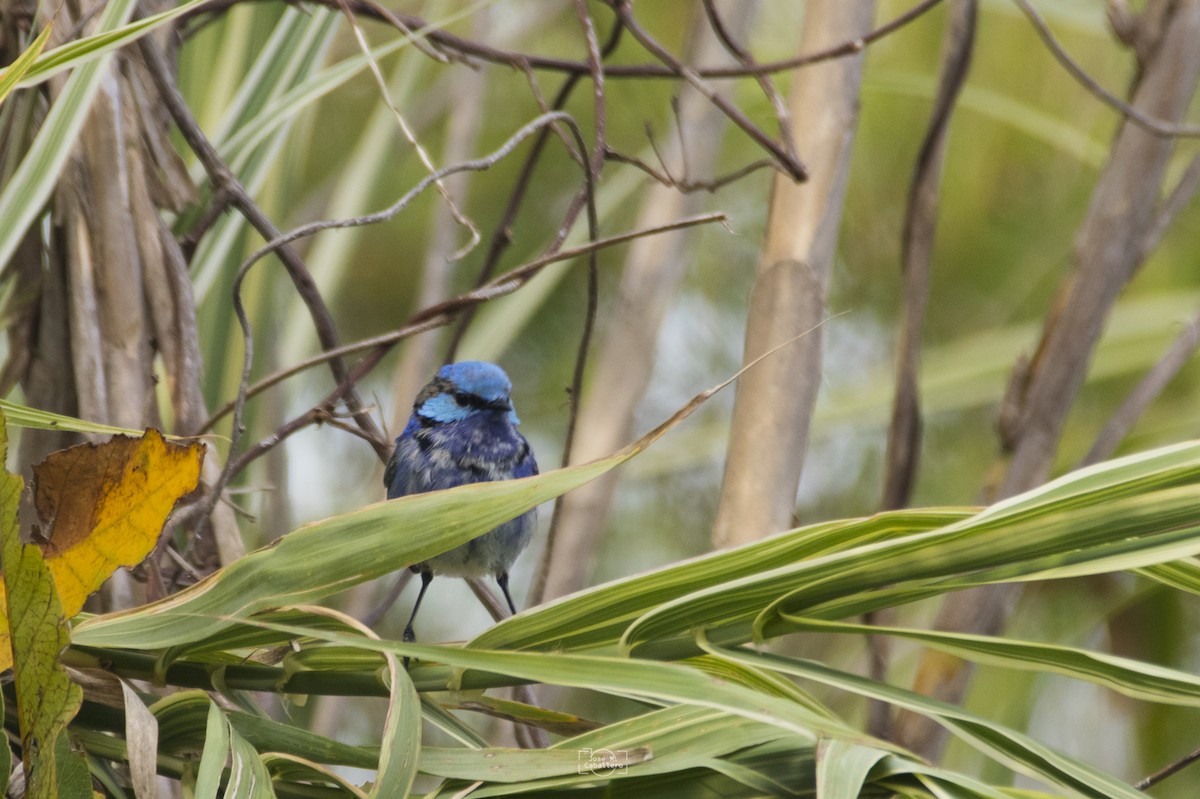 Splendid Fairywren - ML526956141