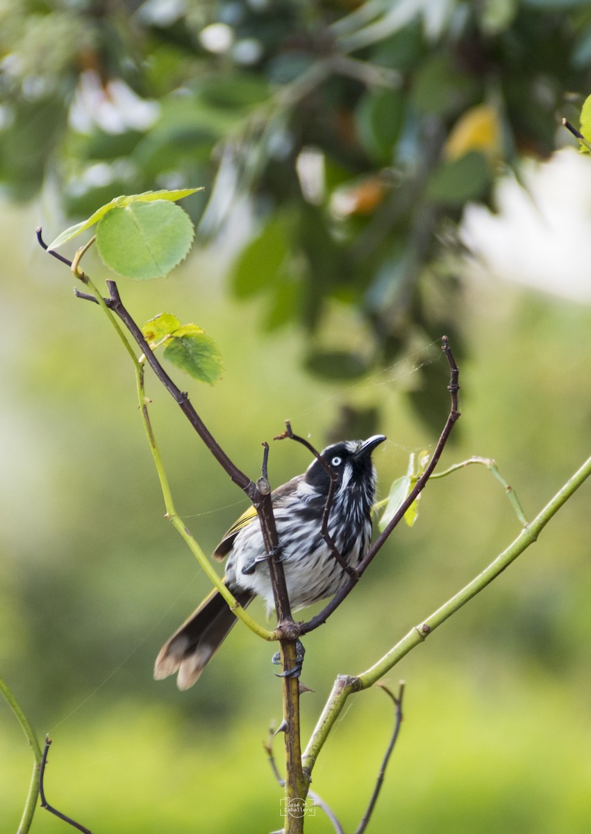 New Holland Honeyeater - ML526956481