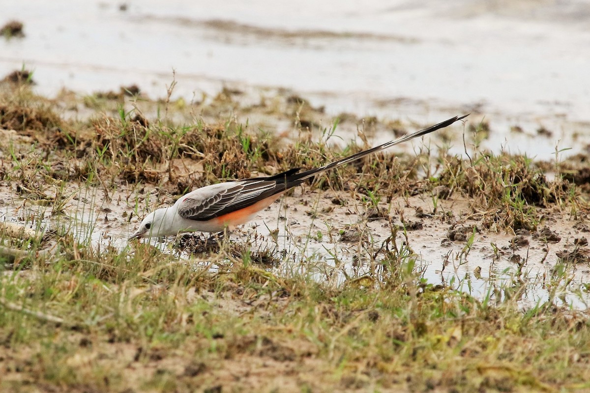 Scissor-tailed Flycatcher - ML52695651