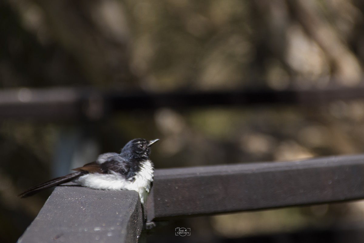 Willie-wagtail - ML526956691