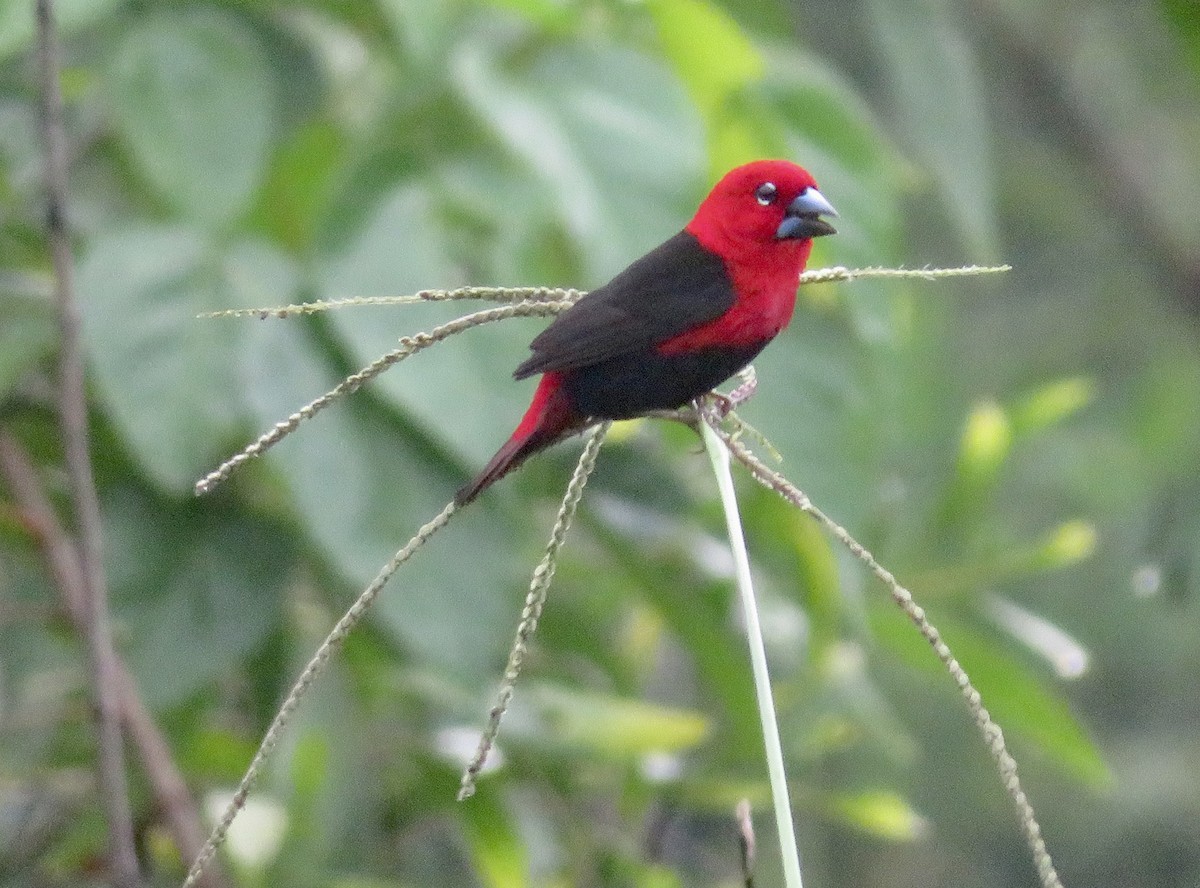 Black-bellied Seedcracker - ML526957961