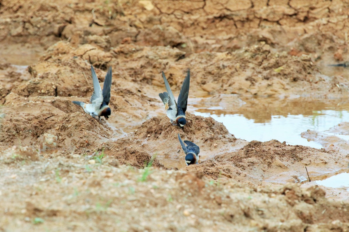 Cliff Swallow - ML52695841