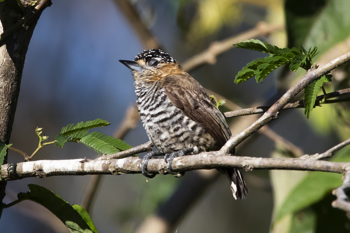 Ochre-collared Piculet - ML526959301