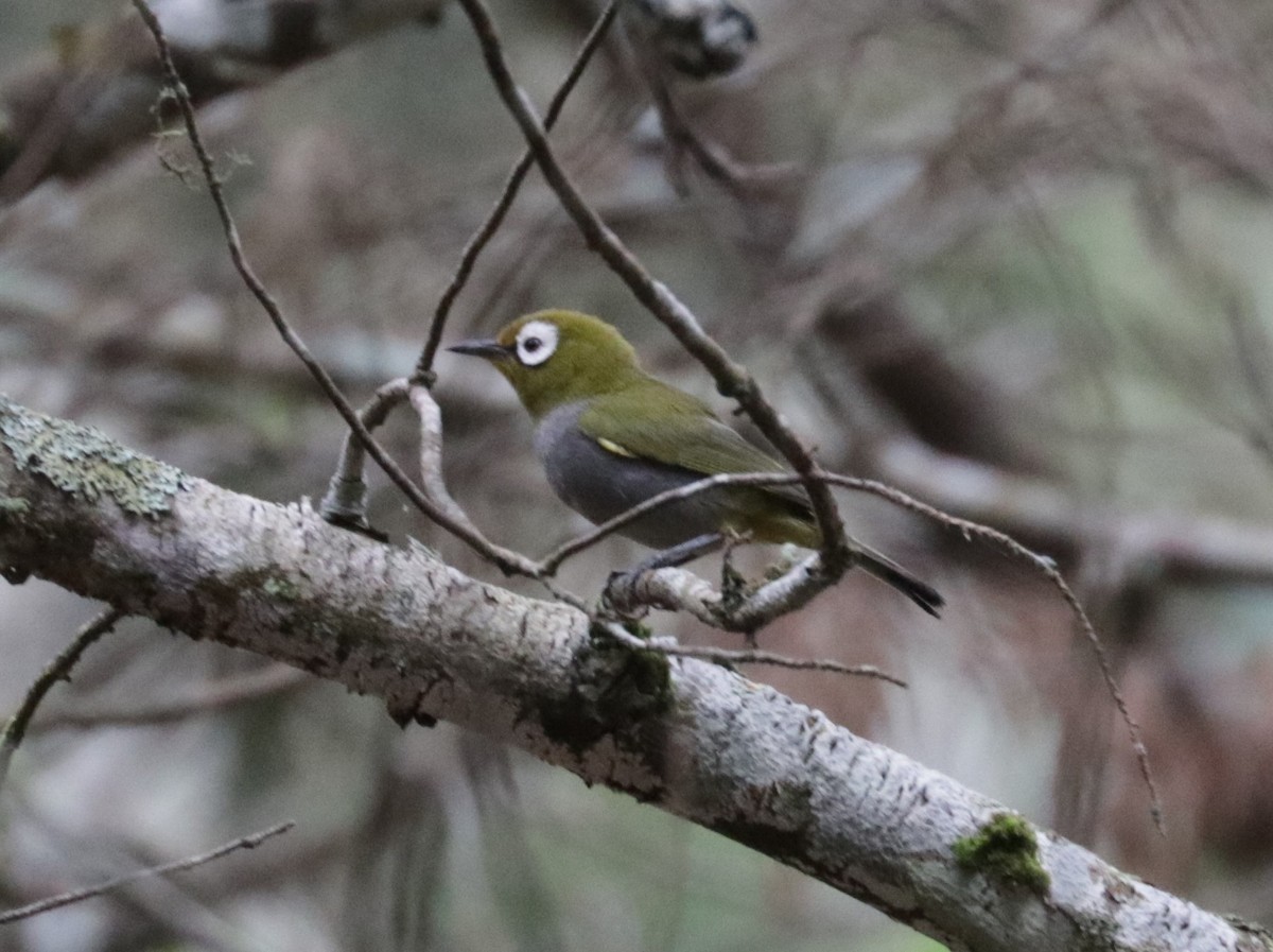 Taita White-eye - Émile Brisson-Curadeau