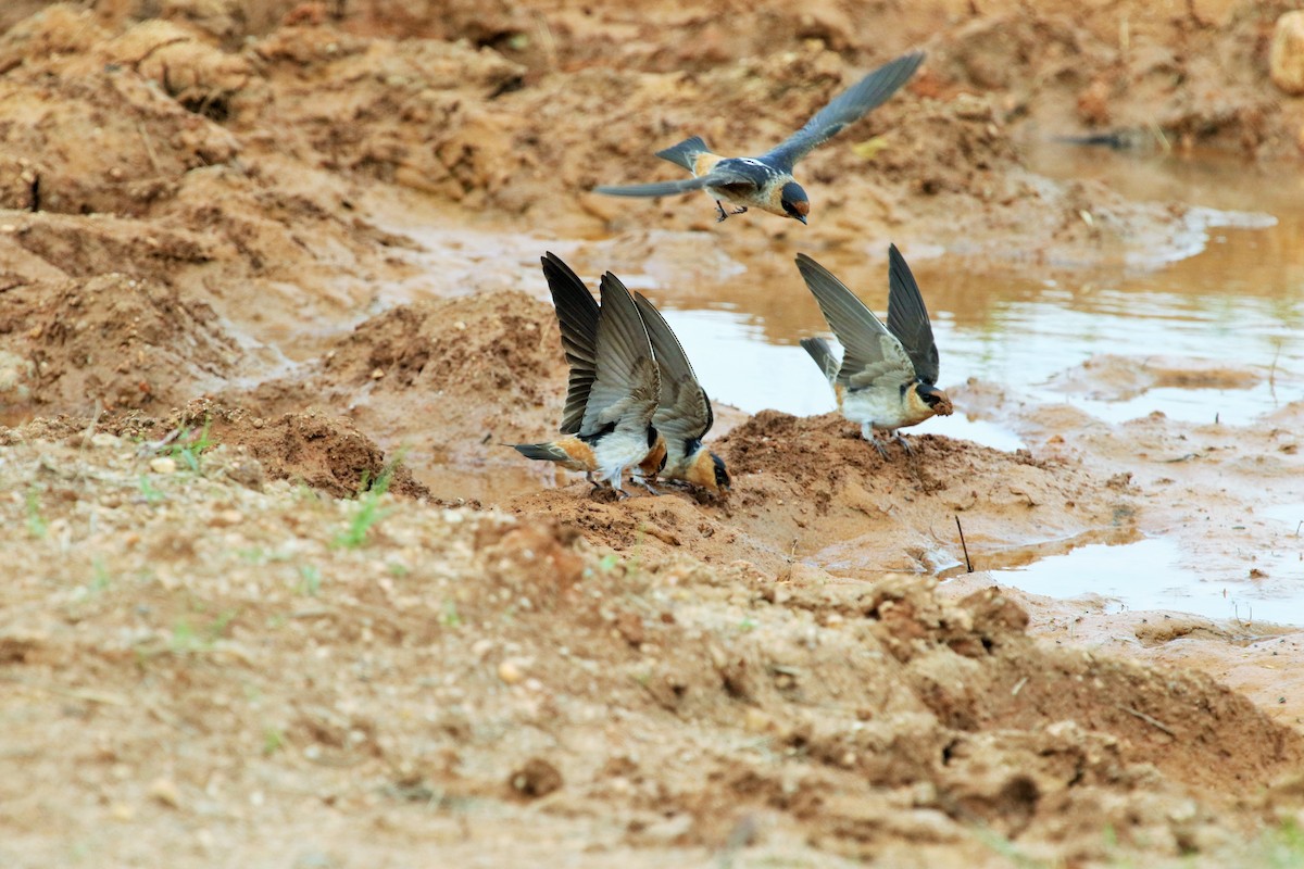 Cave Swallow - ML52696001