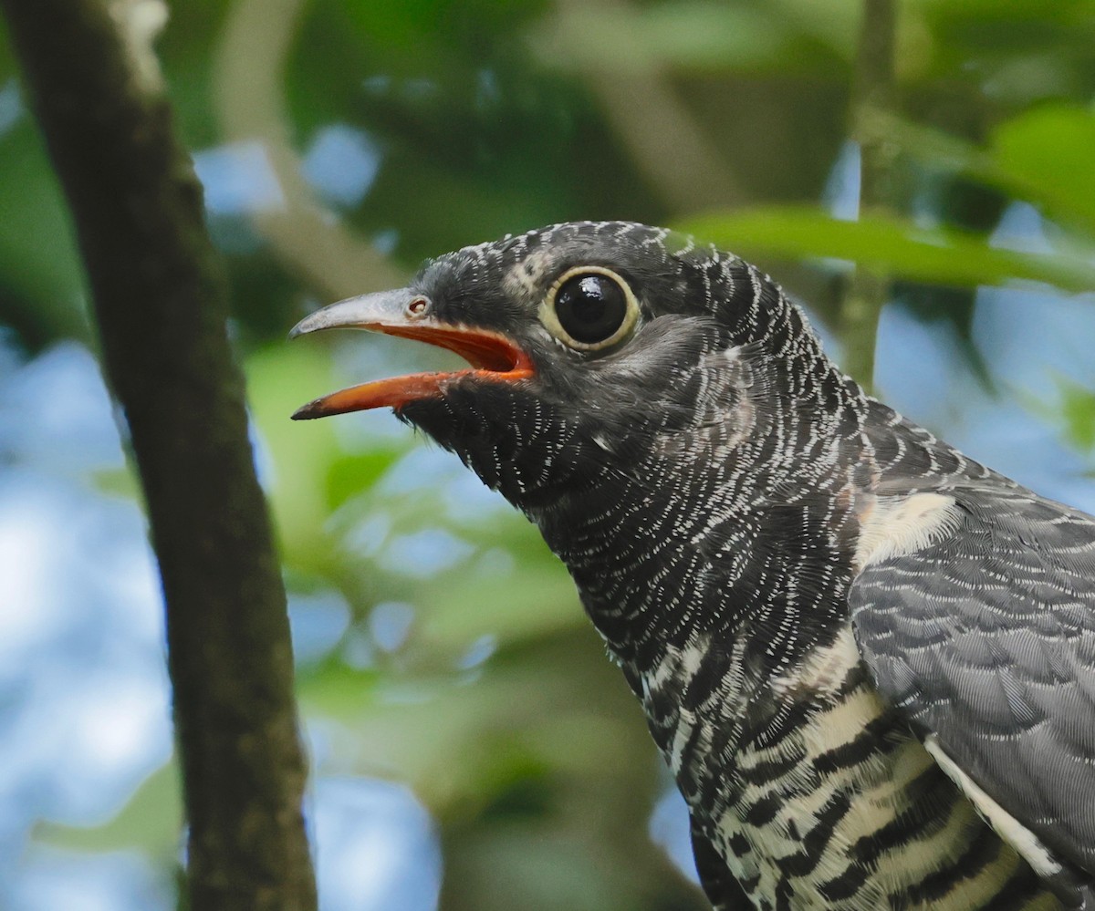 Red-chested Cuckoo - ML526960241