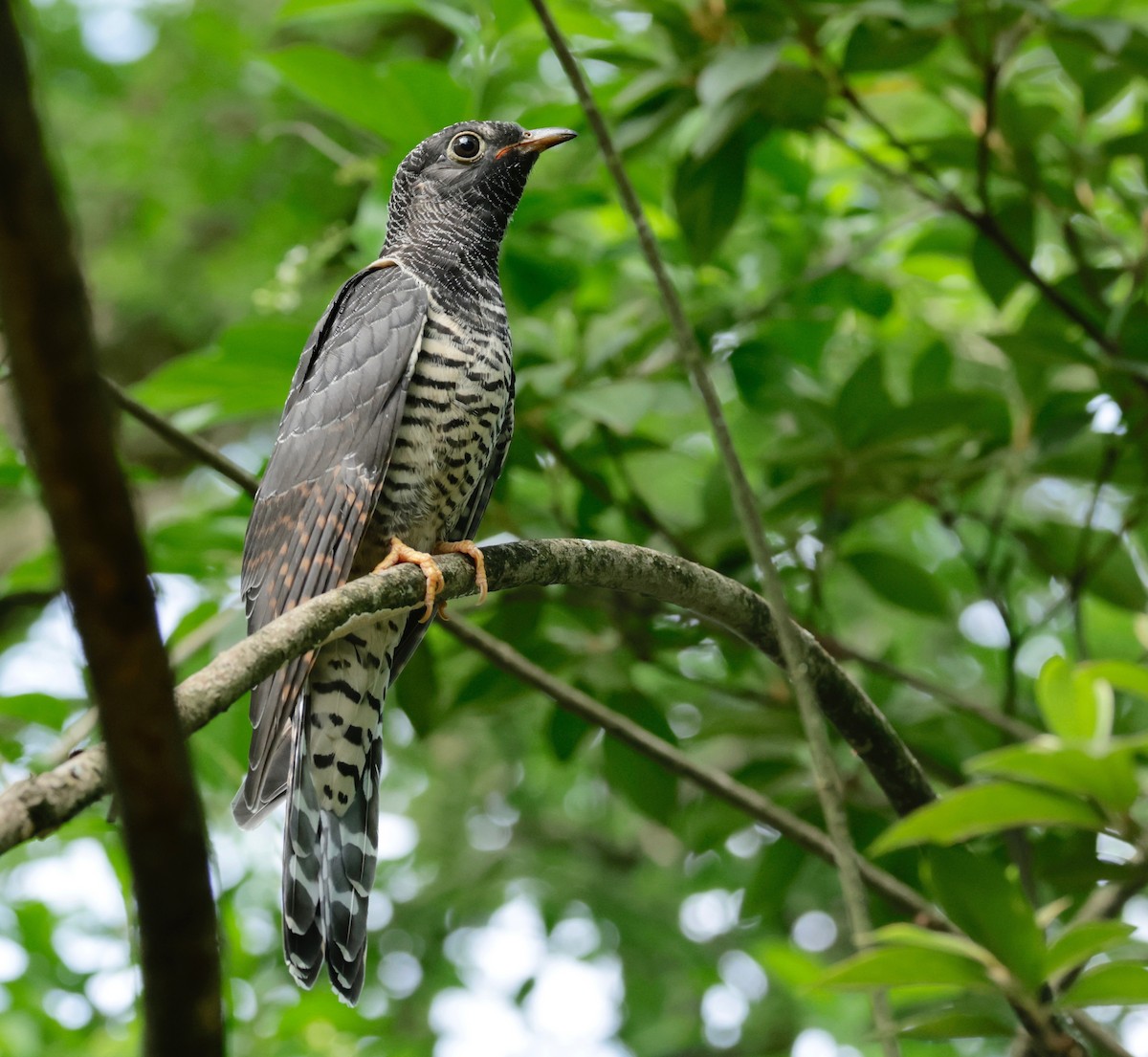 Red-chested Cuckoo - ML526960251