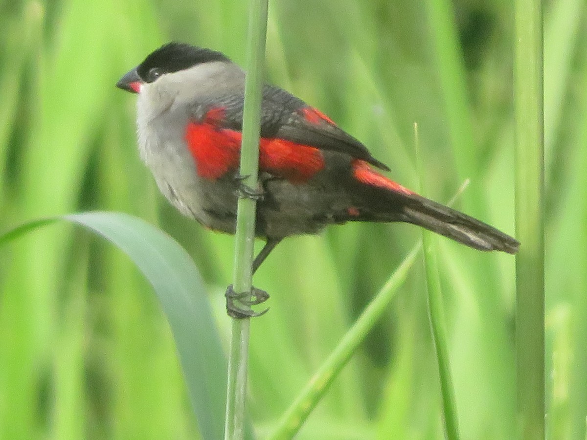 Black-headed Waxbill - Alexis Lamek