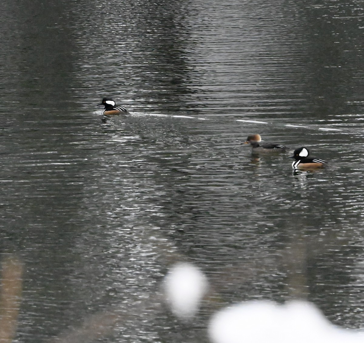 Hooded Merganser - ML526961181