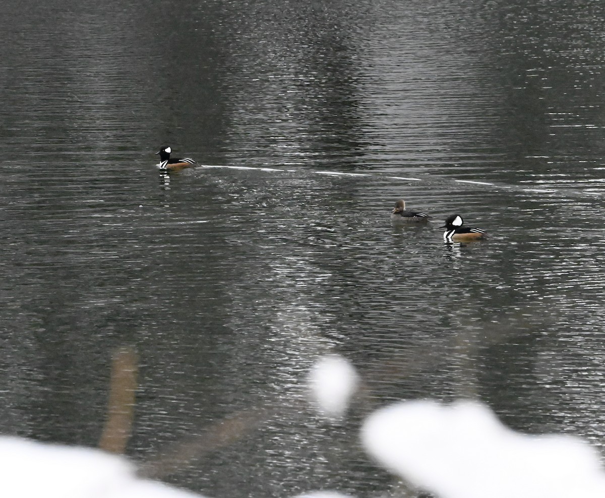 Hooded Merganser - ML526961261