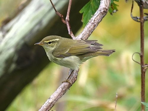 Japanese Leaf Warbler - ML526961281