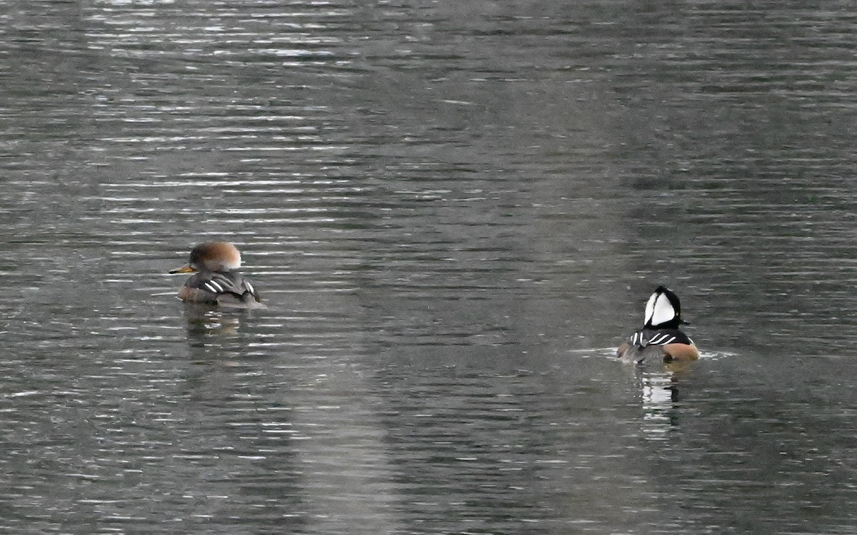 Hooded Merganser - ML526961411