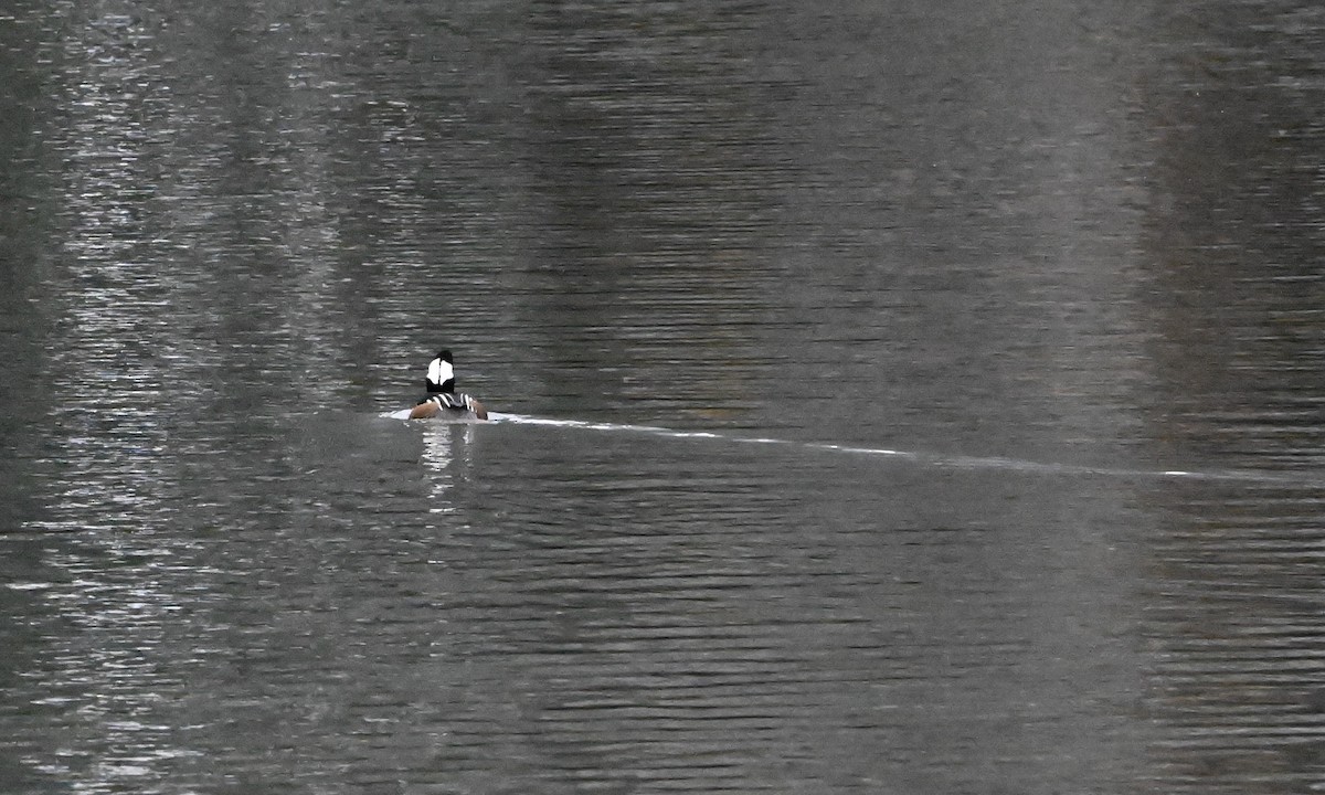 Hooded Merganser - ML526961591