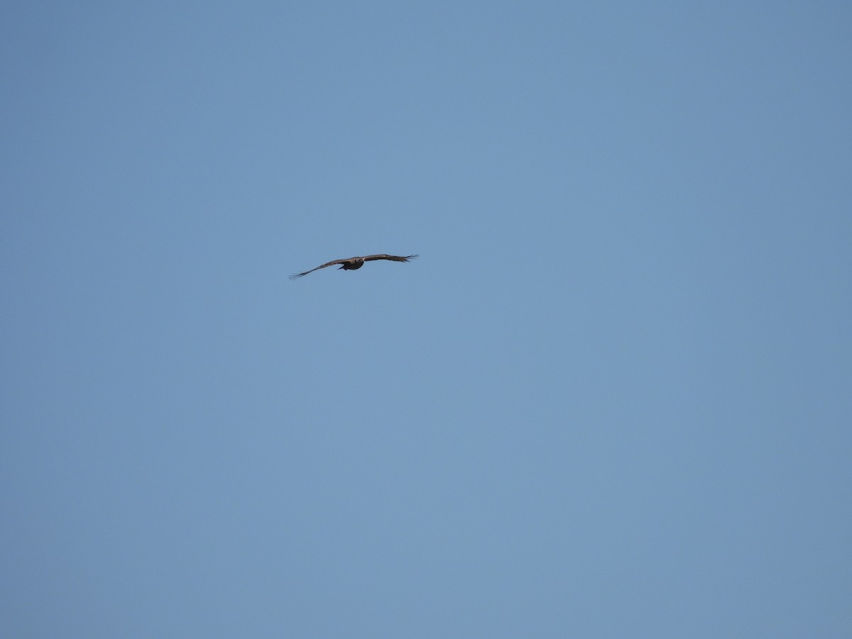 Changeable Hawk-Eagle - Kalyani Kapdi