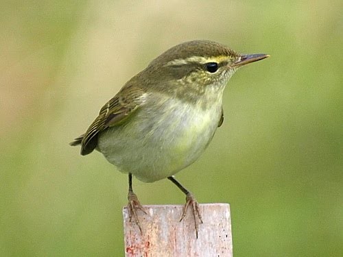 Japanese Leaf Warbler - ML526961991